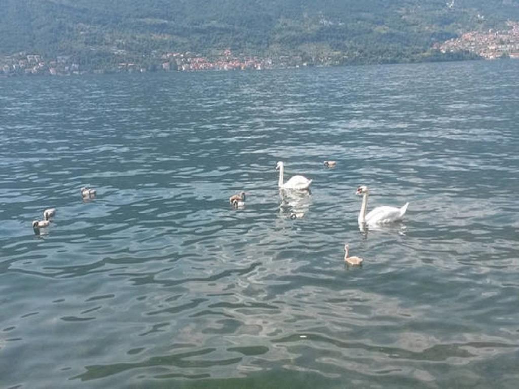 Appartamento Vista Lago - Betta Lezzeno Dış mekan fotoğraf